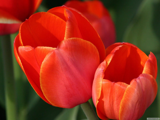 425099 (a): :1600x1200